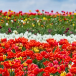 Fields full of colourful flowers