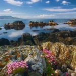 The sea, with rock formations in it, and small pink flowers on those rocks
