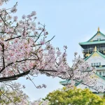 Photograph of Cherry Blossom Tree